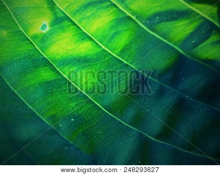 Big Leaved Plant. Ribbed And Glaucous Giant Leaves Of Hostas In Isabella Plantation A Woodland Garde