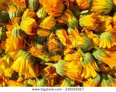 Beautiful   Cororful Photo With   Flowers Calendula.selective Focus.