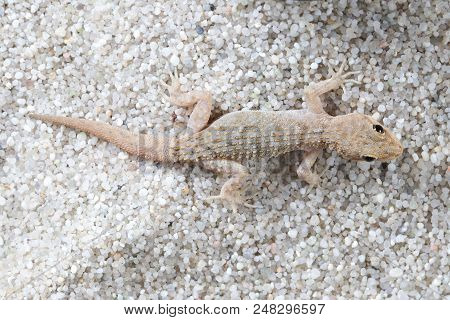 Top View Of Kotschy's Gecko, Mediodactylus Kotschyi