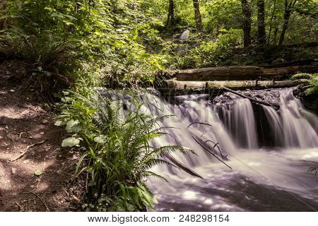 Waterfall And Large Leaf Maple Trees In Western Washington State