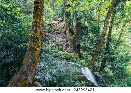 Waterfall And Large Leaf Maple Trees In Western Washington State