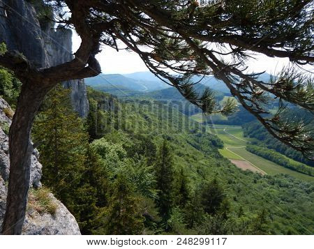 Silhouette Of A Pine Tree On A Rock