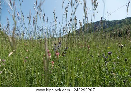 Green Nature In Lower Austria