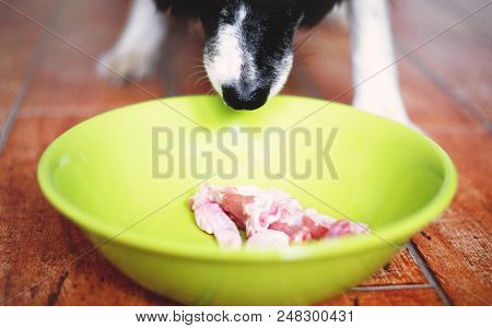 The Sniffing Dog. Cute Black And White Border Collie Have A Raw Meat In Green Bowl. Dogs Muzzle.