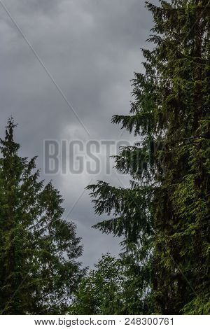 Tall Dark Green Pine Trees Under A Stromy Cloudy Sky