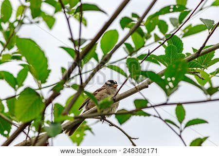 A Small Brwon Finch Sitting In Young Spring Tree Branches Against A White Sky
