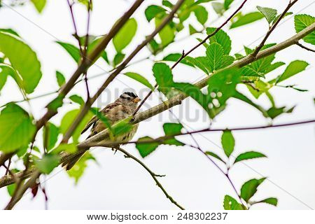 A Small Brwon Finch Sitting In Young Spring Tree Branches Against A White Sky