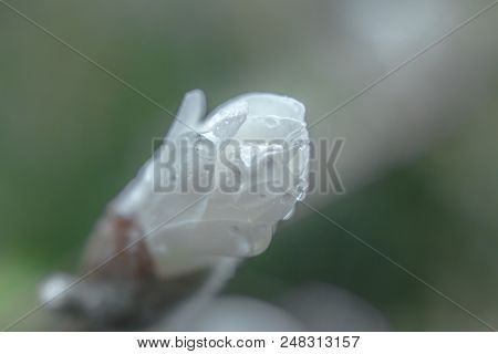 Star Magnolia Flower Bud With Raindrops Nature Spring Background