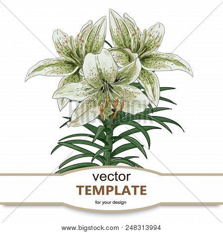 Collection Set Of Hand Drawn Flowers On White Background. Botanical Elements.