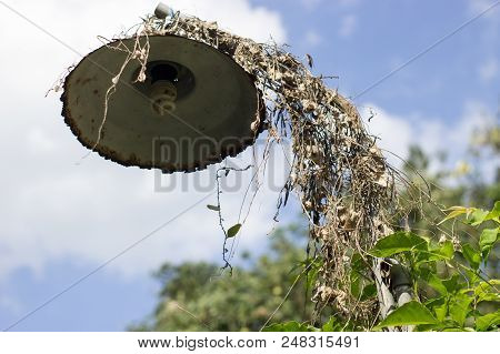 Old Outdoor Lantern Decorated With Dry And Green Plants
