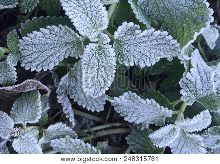 Closeup Of Frozen Plant
