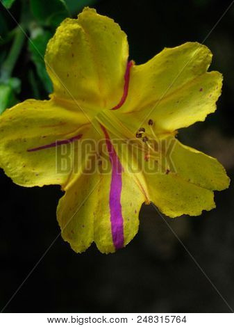 Mirabilis Jalapa