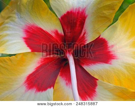 Hibiscus Rosa-sinensis, Yellow China Rose, Chinese Hibiscus