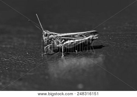 Locusts. One Beautiful Natural Sitting Grasshopper Locust Insect Wildlife Beauty Of Nature Side View