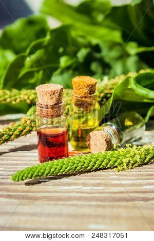 Essential Oil Of Plantain In A Small Bottle. Selective Focus.