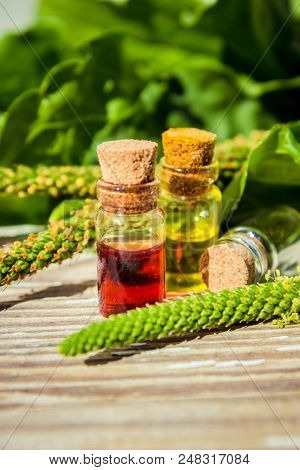 Essential Oil Of Plantain In A Small Bottle. Selective Focus.