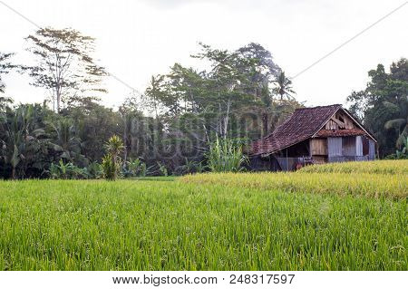 Old House With Growth Green Rice Field