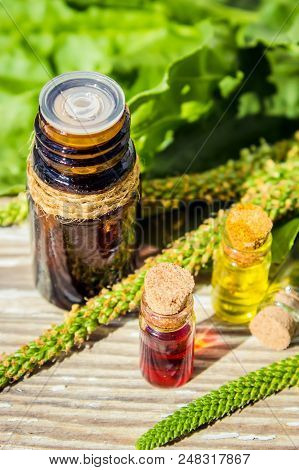 Essential Oil Of Plantain In A Small Bottle. Selective Focus.