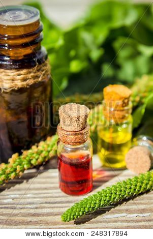 Essential Oil Of Plantain In A Small Bottle. Selective Focus.