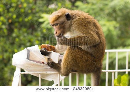 Monkey Stolen And Eating A Piece Of Cake