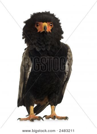 Bateleur (10 Jahre) Terathopius ecaudatus