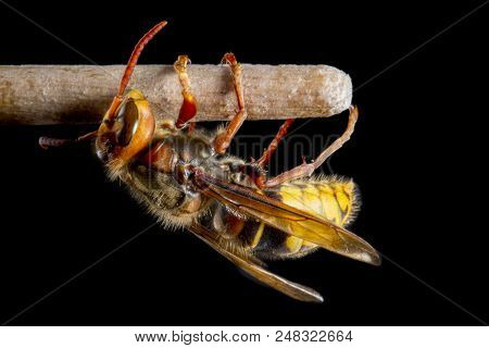 Huge European Hornet. Dangerous Predatory Insect. Close Up