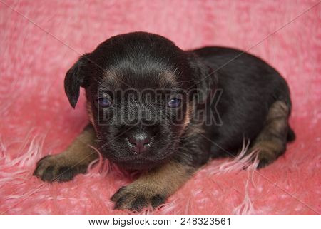 A Small, Fortnightly Border Terrier Puppy Lies On A Pink Blanket