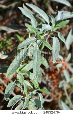 Meadow Sage Leaves - Latin Name - Salvia Pratensis Subsp. Bertolonii