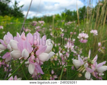 The Bird Vetch Of Pink Color Grows On A Meadow, Filming From Below Close Up