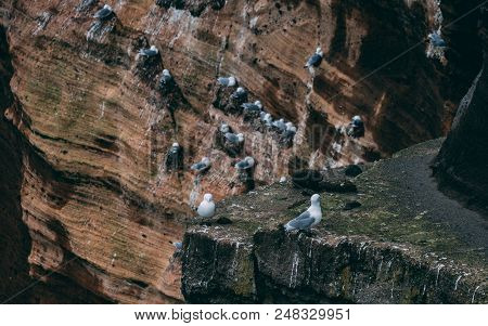 Cliff Covered With Brids In Iceland. West Coast Sea Cliffs Of Snaefellsnes Peninsula Picturesque
