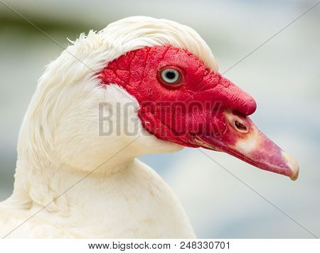 Portrait Of A Goose At The Zoo .