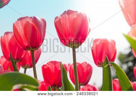 Red Tulips. Floral Background Spring Atmosphere. Springtime