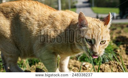 Red Cat Looking Into Camera With Tongue Out