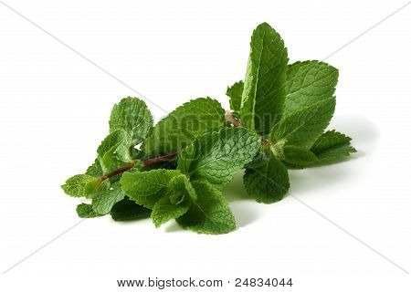 Several branches of mint on a white background