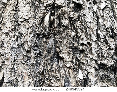 Close-up Of The Bark Of An Old Tree In The Forest.