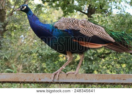 Photography showing a bird called a peacock