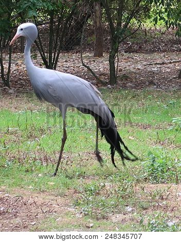 Blue Crane (grus Paradisea), Also Known As The Stanley Crane And The Paradise Crane