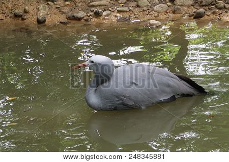 Blue Crane (grus Paradisea), Also Known As The Stanley Crane And The Paradise Crane