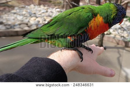 Rainbow Lorikeet (trichoglossus Moluccanus) On A Hand