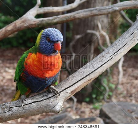 Rainbow Lorikeet (trichoglossus Moluccanus) On A Tree Branch