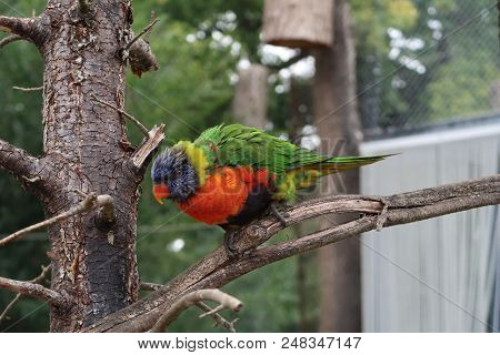 Rainbow lorikeet (Trichoglossus moluccanus) on a tree branch
