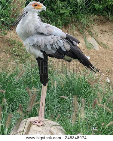 Secretarybird (sagittarius Serpentarius) Also Known As Secretary Bird
