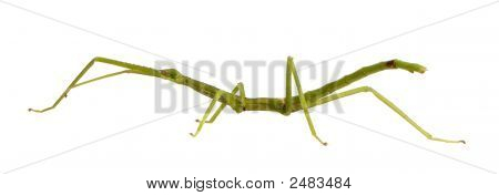Stick Insect, Phasmatodea - Pharnacia Ponderasa