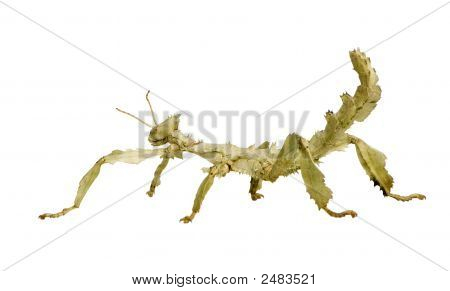 Stick Insect, Phasmatodea - Extatosoma Tiaratum