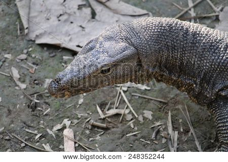 Wild Grey Monitor Lizard Moving In The Forest