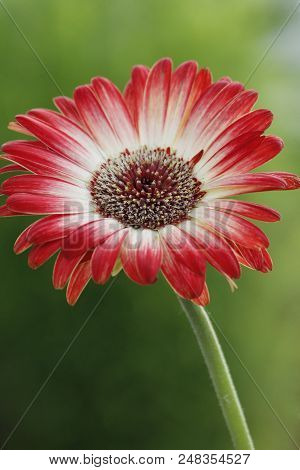 Beautiful African Native Summer Tree Gerbera Daisy