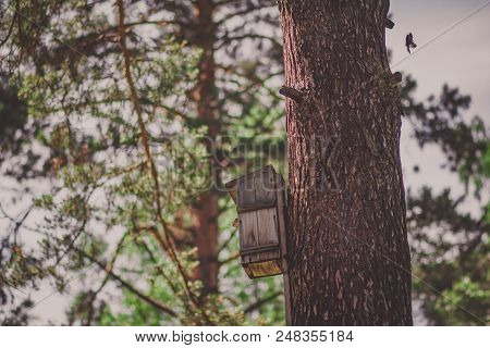 A Birdhouse Hanging On A Pine Tree In A Forest