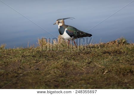 Colorful Bird, Lapwing, Norfolk Uk.