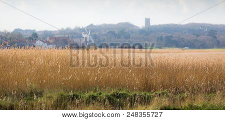 Reed Beds In Rural Norfolk, Uk.