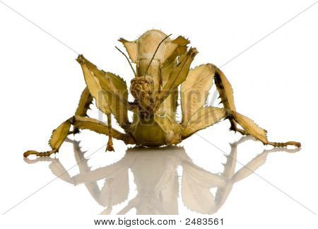 Stick Insect, Phasmatodea - Extatosoma Tiaratum